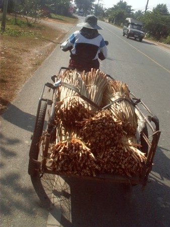 jacinthe d'eau du lac de Phayao en route vers la vannerie